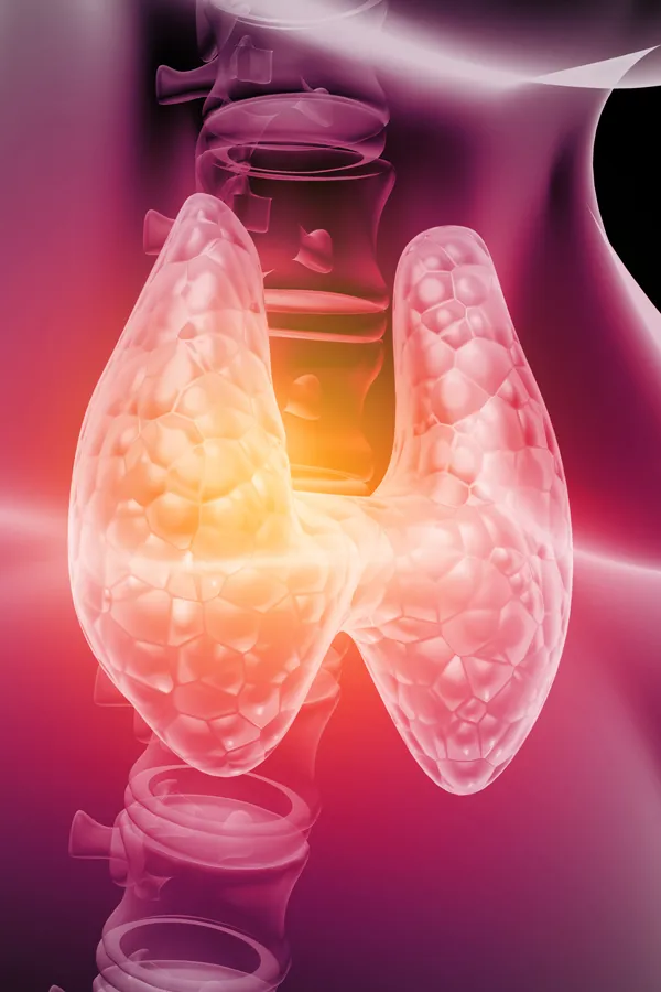 Hypothyroidism-Treatment 3D illustration of the thyroid. Get hypothyroidism treatment from David Garcia, D.O. in Nashville Metro.
